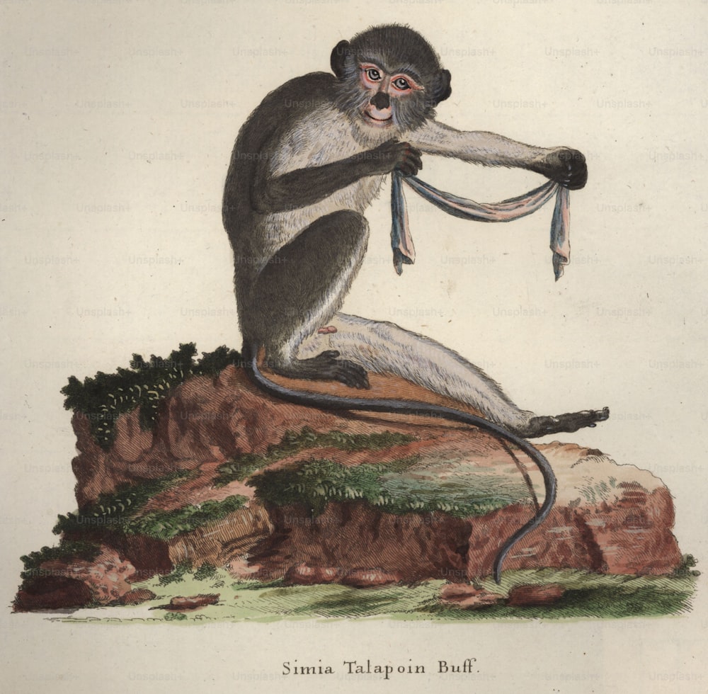 circa 1850:  A 'simia Talapoin buff', a small West African monkey playing with a piece of cloth. Original Artwork: Engraving by H J Tyroff after De Sere.  (Photo by Hulton Archive/Getty Images)