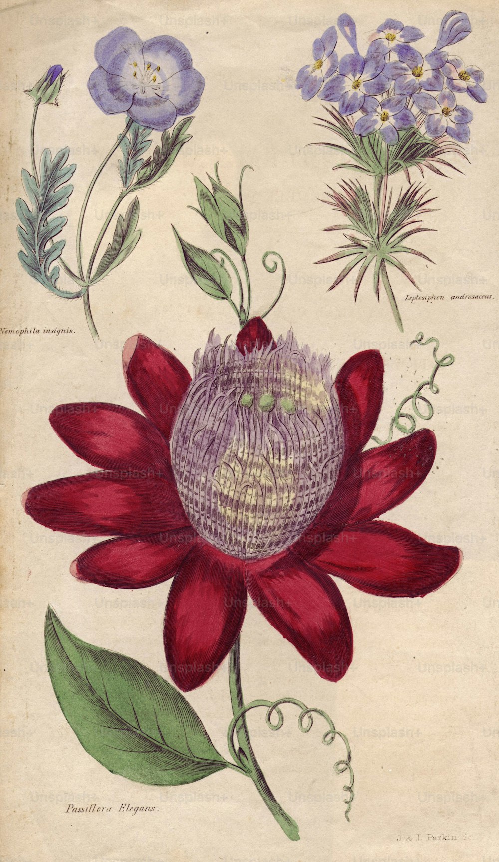 1er décembre 1834 : Passiflora elegans, Nemophila insignis et Leptosiphon androsaceus.  (Photo de Hulton Archive/Getty Images)
