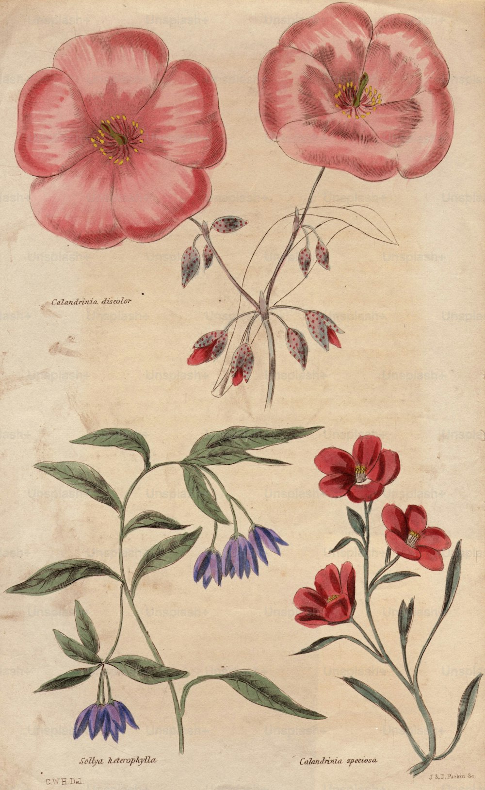 vers 1834 : Calandrinia discolor, Sollya heterophylla et Calandrinia speciosa (Photo de Hulton Archive/Getty Images)