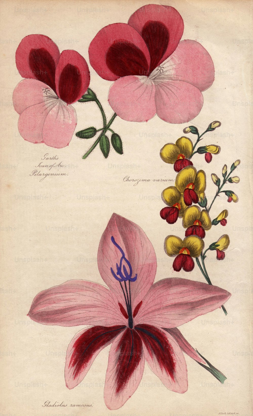 1st June 1839:  Garth's Joan of Arc Pelargonium, Chorozema varium and Gladiolus ramosus.  (Photo by Hulton Archive/Getty Images)