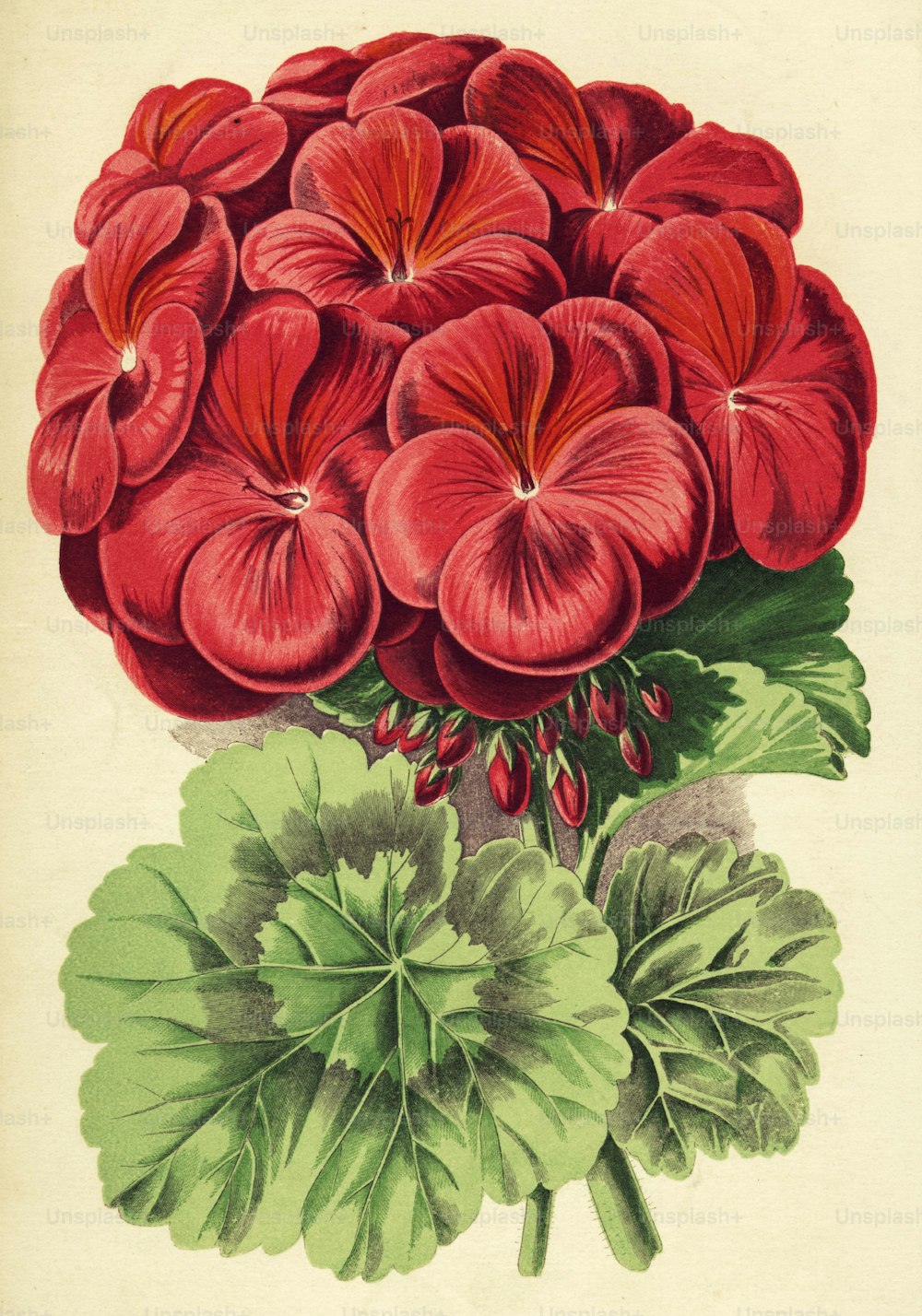 por volta de 1850: Um rico imogen vermelho de Pelargonium (Foto de Hulton Archive/Getty Images)