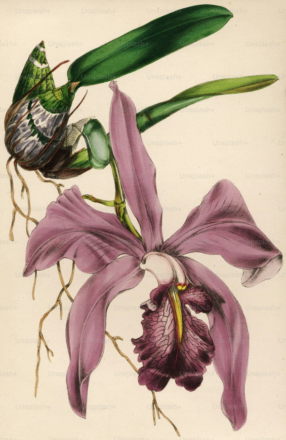 circa 1850:  Laelia majalis  (Photo by Hulton Archive/Getty Images)