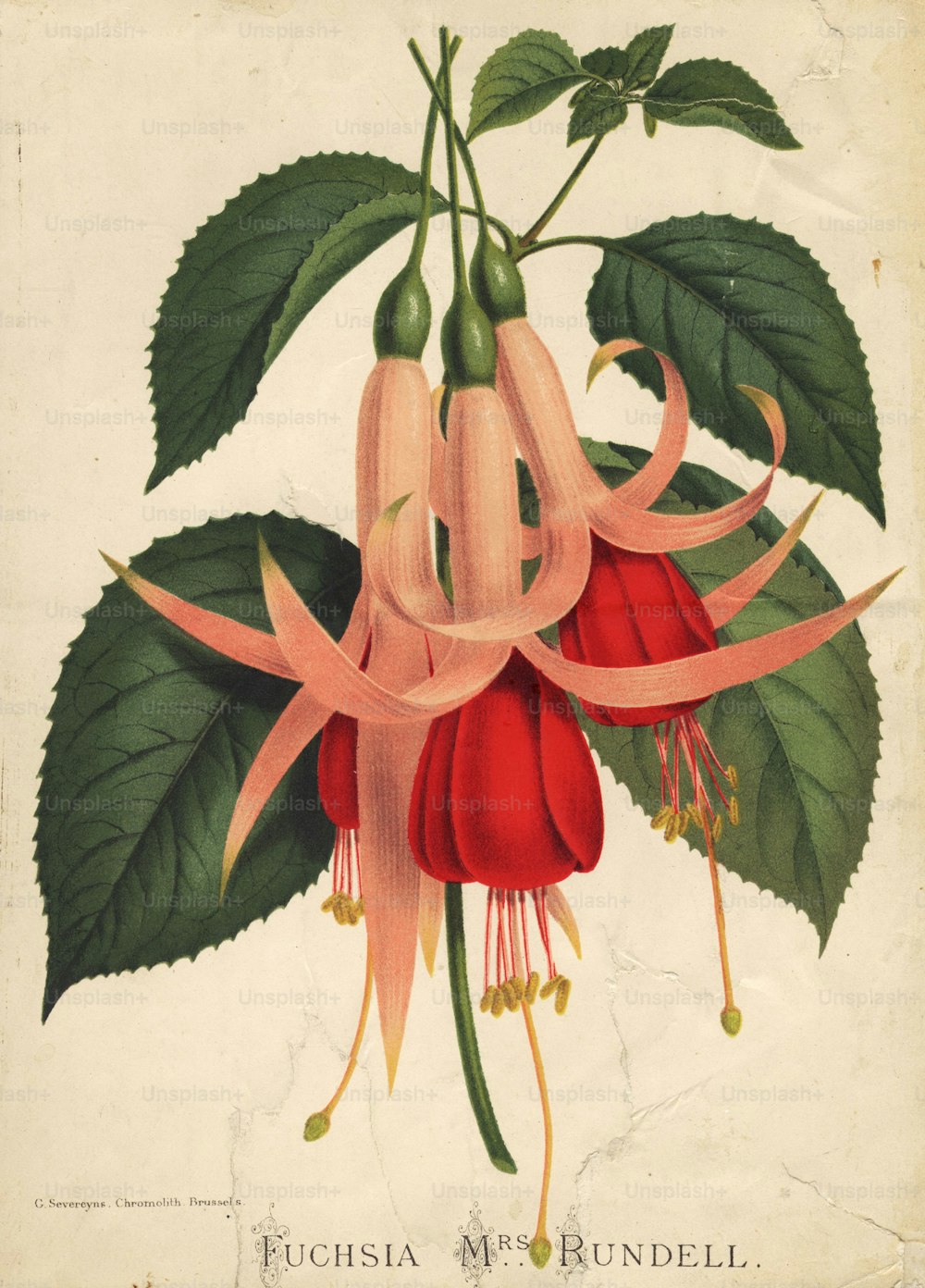 1880년경: 주황색 꽃받침과 붉은 꽃잎을 가진 자홍색, Rundell 부인.  (사진: 에드워드 구치 컬렉션/게티 이미지)