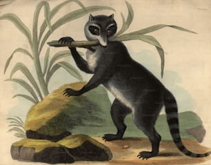 Por volta de 1850: Um guaxinim ou guaxinim, um mamífero americano carnívoro do gênero Procyon.  (Foto: Hulton Archive/Getty Images)