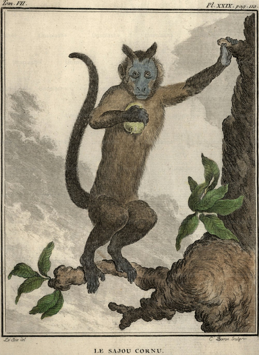 circa 1850:  A horned monkey with a blue face. Original Artwork: Engraving by C Baron after De Seve.  (Photo by Hulton Archive/Getty Images)