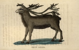 1800년 11월 6일: 순록, 유럽과 아시아의 북극과 아북극 지역에 서식하는 사슴.  (사진: 헐튼 아카이브/게티 이미지)