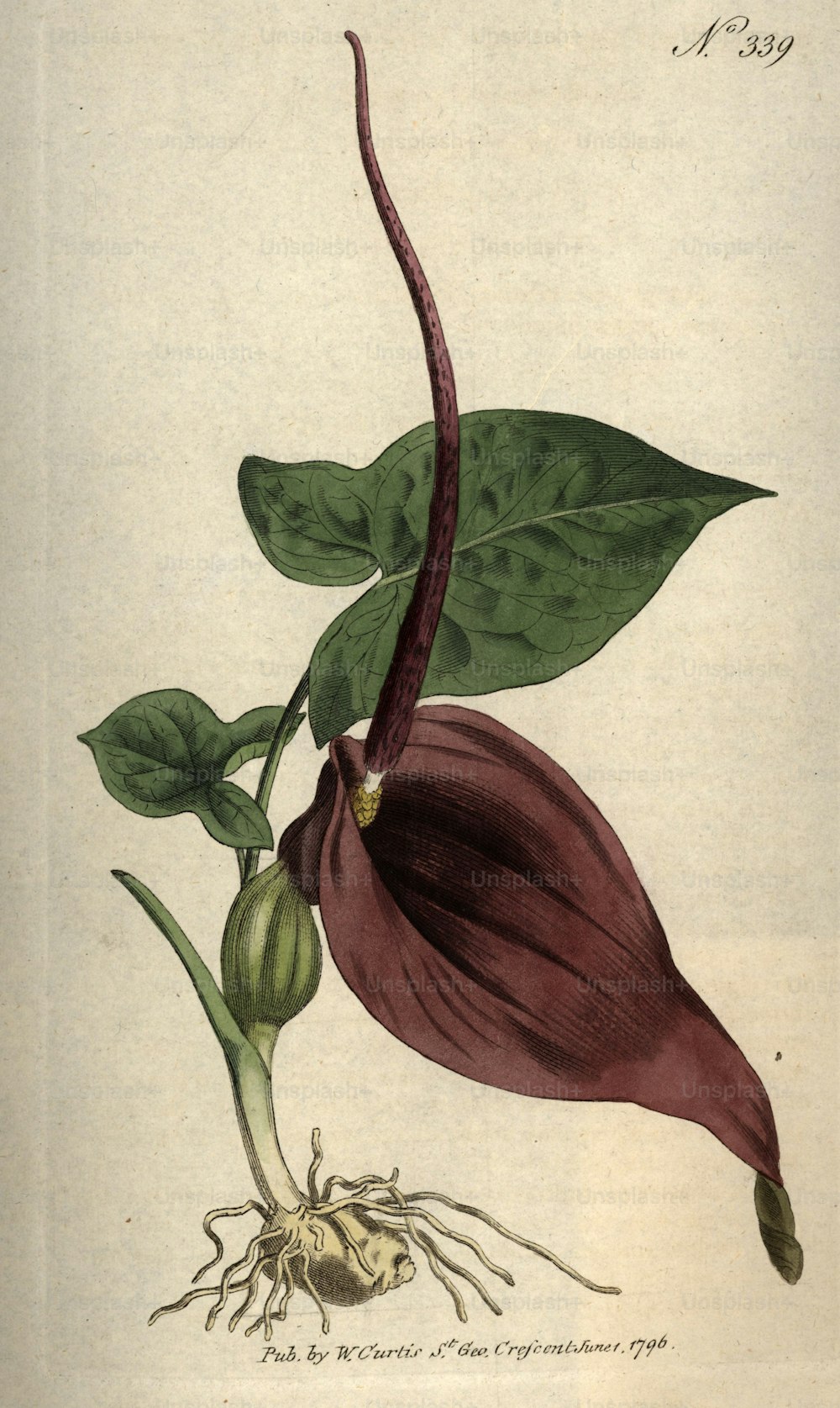 1796: Una flor exótica de hojas grandes.  Revista botánica de W Curtis - pub. 1796 (Foto de Hulton Archive/Getty Images)