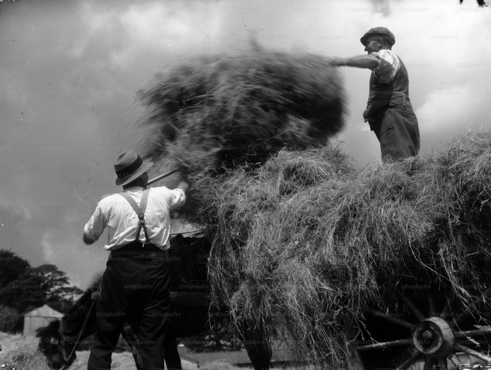 Por volta de 1935: Um carrinho sendo preenchido com feno durante a fabricação de feno.  (Foto: Chaloner Woods/Getty Images)