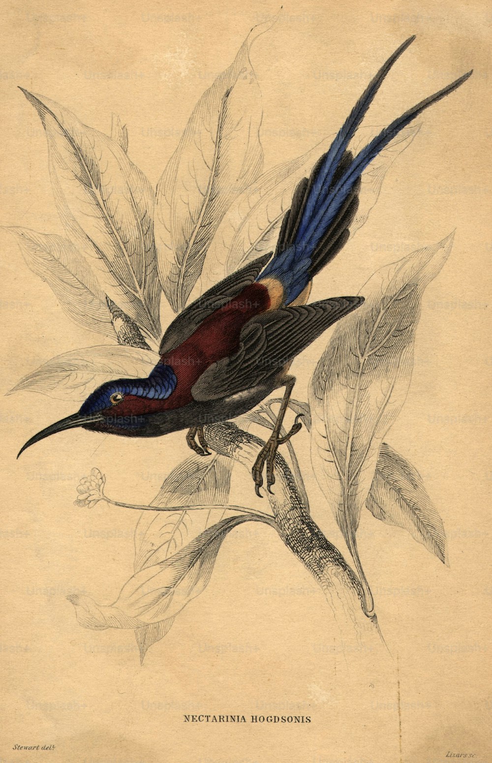 circa 1880: Nectarinia hogdsonis, un tipo de colibrí.  (Foto de Hulton Archive/Getty Images)