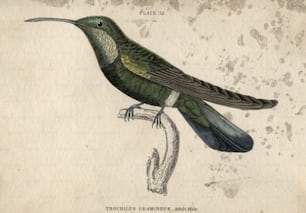 circa 1880: Trochilus Gramineus, el colibrí macho adulto.  (Foto de Hulton Archive/Getty Images)