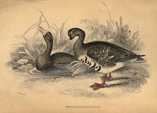 por volta de 1880: Um par de gansos de frente branca.  (Foto: Hulton Archive/Getty Images)