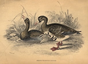 circa 1880:  A pair of white-fronted geese.  (Photo by Hulton Archive/Getty Images)