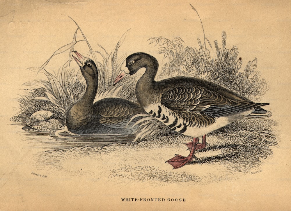 Hacia 1880: Un par de gansos de frente blanca.  (Foto de Hulton Archive/Getty Images)
