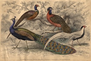 circa 1880:  Members of the pheasant family, left to right, common peacock, ringed pheasant, horned pheasant and silver pheasant.  (Photo by Hulton Archive/Getty Images)