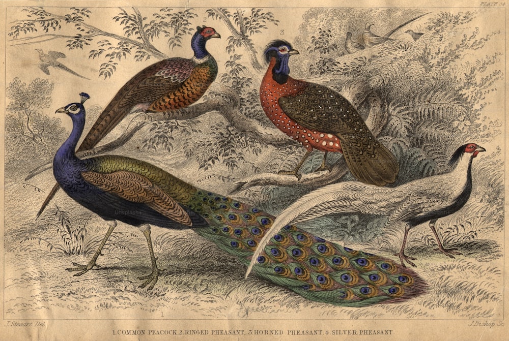 circa 1880:  Members of the pheasant family, left to right, common peacock, ringed pheasant, horned pheasant and silver pheasant.  (Photo by Hulton Archive/Getty Images)