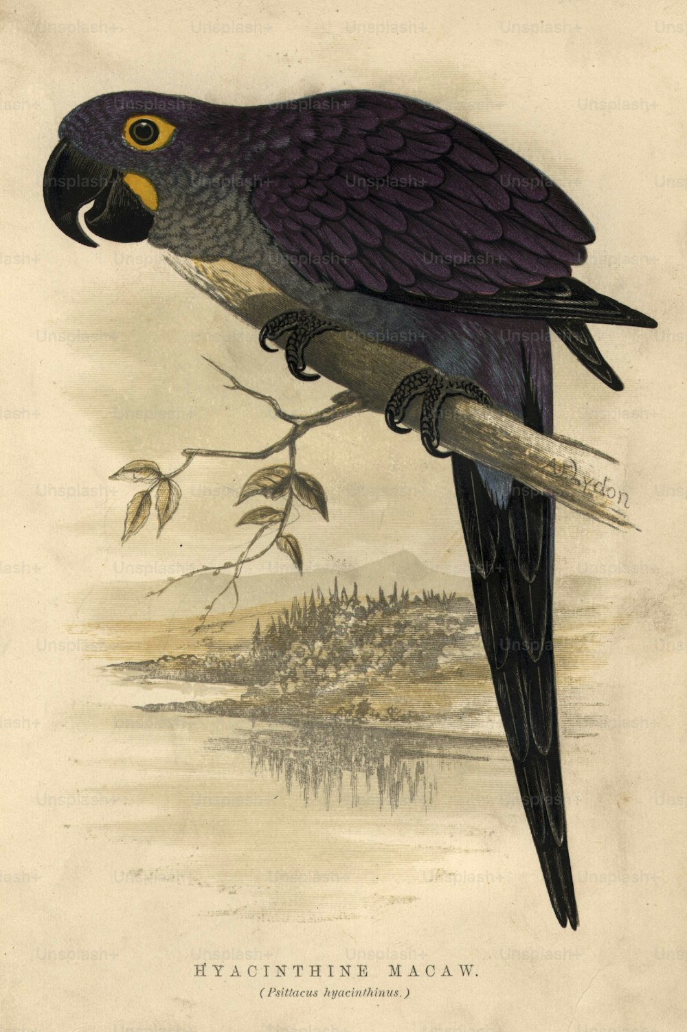 circa 1880:  Psittacus hyacinthinus, or hyacinthine macaw.  (Photo by Hulton Archive/Getty Images)