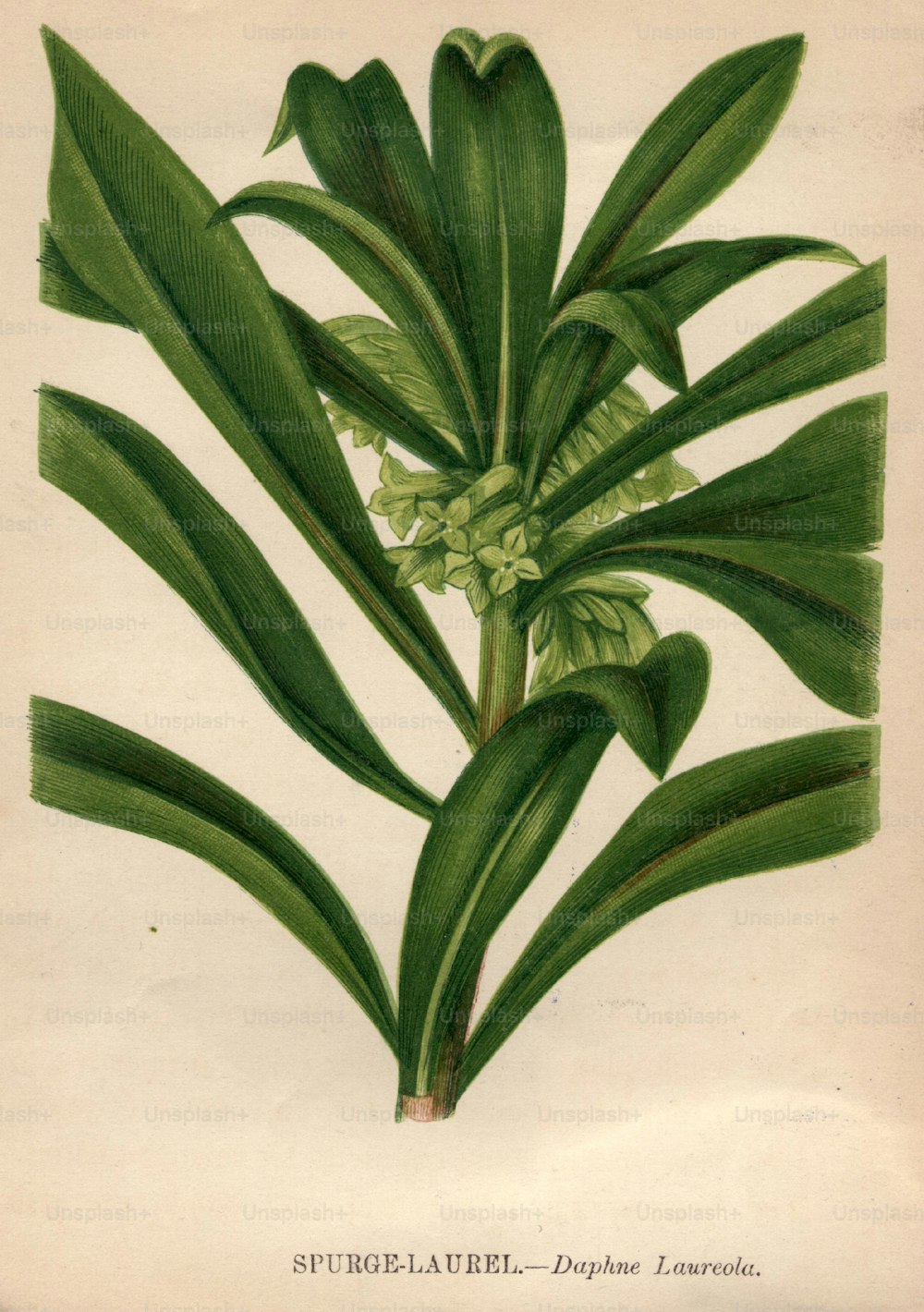 por volta de 1800: Esfolie de louro ou daphne laureola.  (Foto: Hulton Archive/Getty Images)