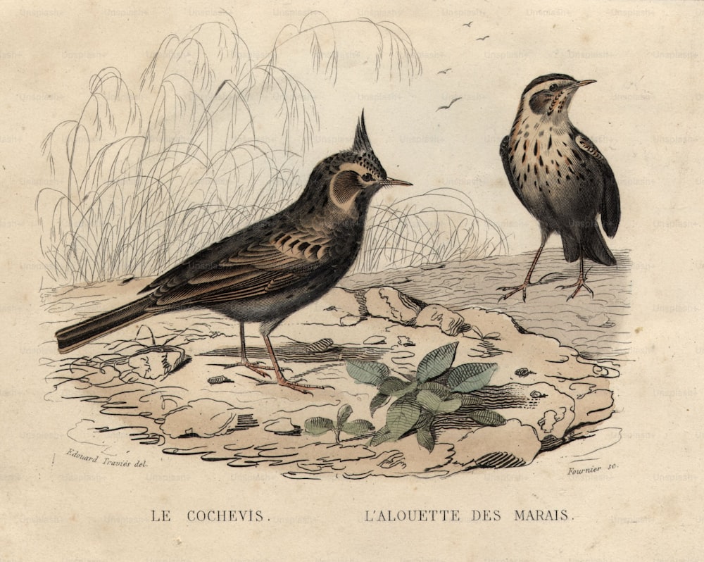 Hacia 1850: Una pareja de alondras, un tipo de ave cantora, 'Le Cochevis' y 'L'Alouette Des Marais'.  (Foto de Hulton Archive/Getty Images)