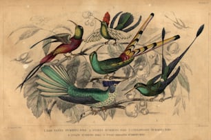 circa 1800:  Humming Birds, clockwise, topaz-throated humming bird, Gould's humming bird, bar-tailed humming bird, Underwood's humming bird and Stoke's humming bird.  (Photo by Hulton Archive/Getty Images)
