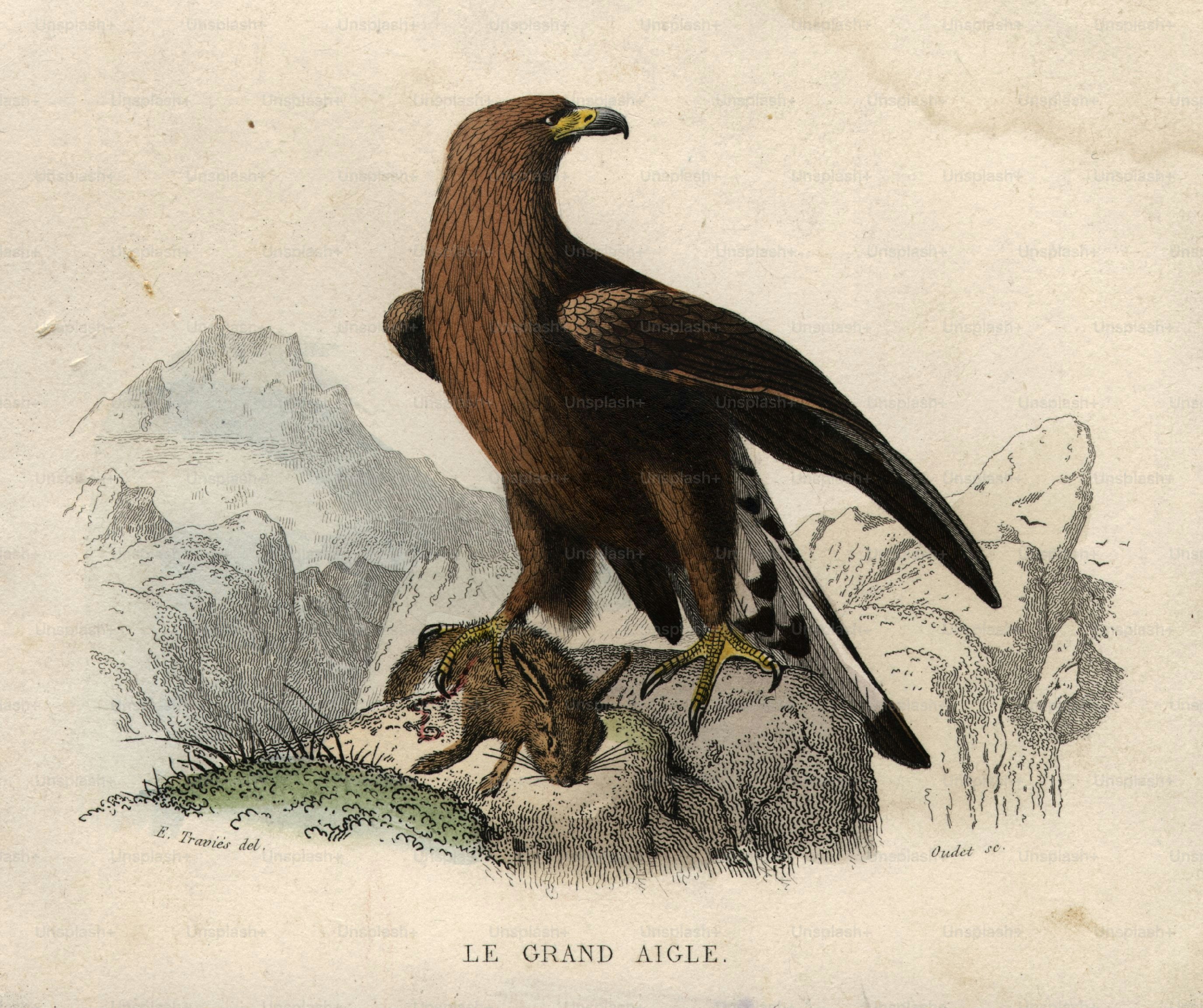 eagle