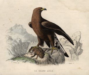 um 1850: Ein großer Adler mit seiner Beute, einem Kaninchen.  (Foto von Hulton Archive / Getty Images)
