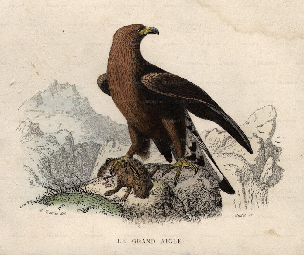 circa 1850:  A Great Eagle with its prey, a rabbit.  (Photo by Hulton Archive/Getty Images)