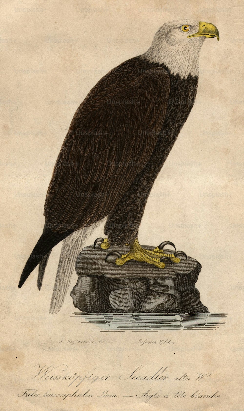 um 1850: Ein kahlköpfiger Adler.  (Foto von Hulton Archive / Getty Images)