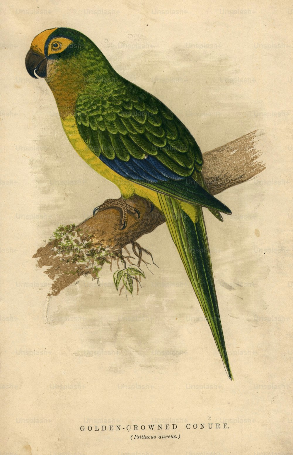 circa 1800: Psittacus aureus, o cotorra de corona dorada.  (Foto de Hulton Archive/Getty Images)