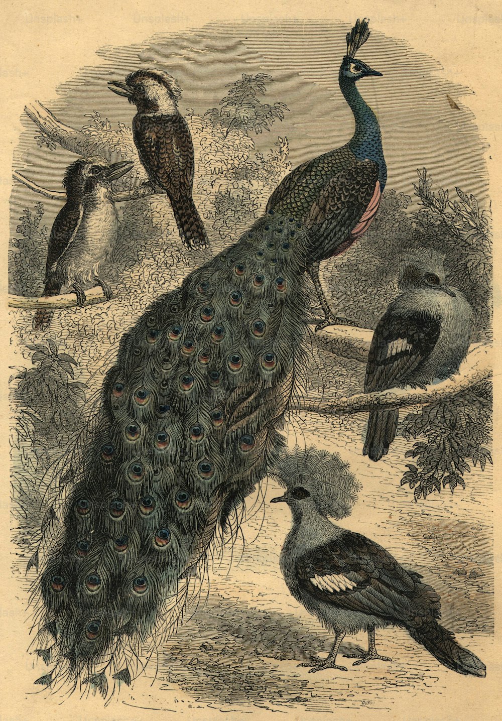 Hacia 1800: Un pavo real con otras aves.  (Foto de Hulton Archive/Getty Images)