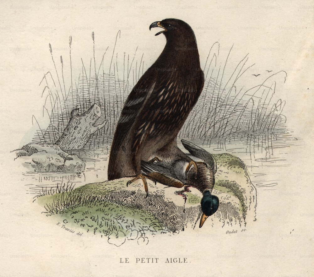 um 1850: Der kleine Adler mit seiner Tötung, einer Stockente.  (Foto von Hulton Archive / Getty Images)