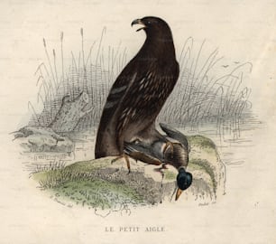 circa 1850:  The little eagle with its kill, a mallard duck.  (Photo by Hulton Archive/Getty Images)