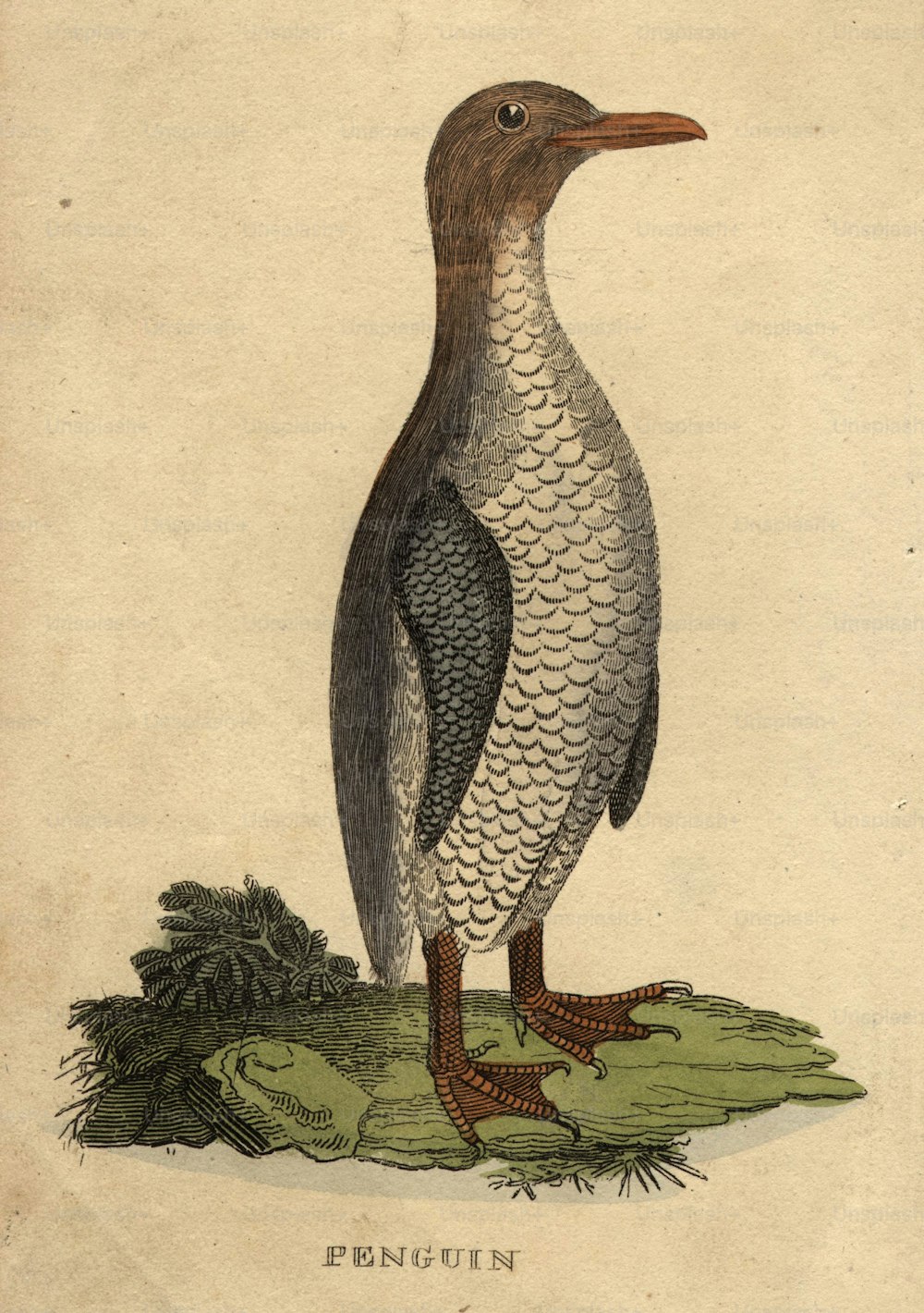 Hacia 1900: Un pingüino.  (Foto de Hulton Archive/Getty Images)