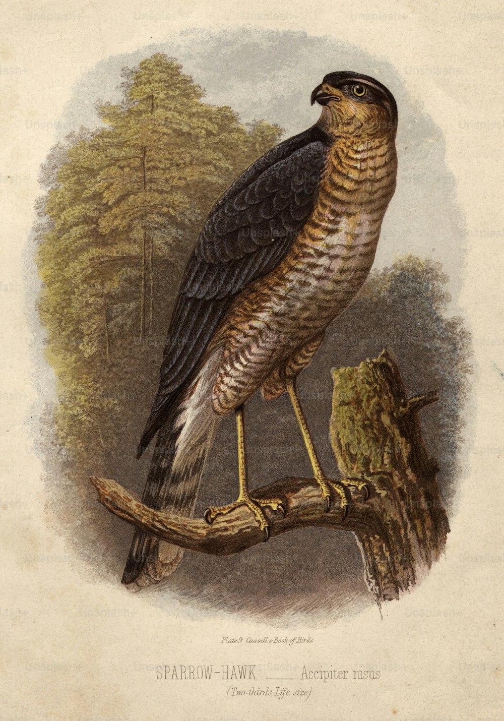 1900 circa: Accipiter nisus, lo sparviero.  Il libro degli uccelli di Cassel (Foto di Hulton Archive/Getty Images)