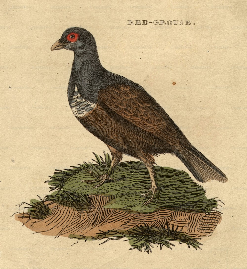 por volta de 1900: A perdiz-vermelha, um pássaro de caça.  (Foto: Hulton Archive/Getty Images)