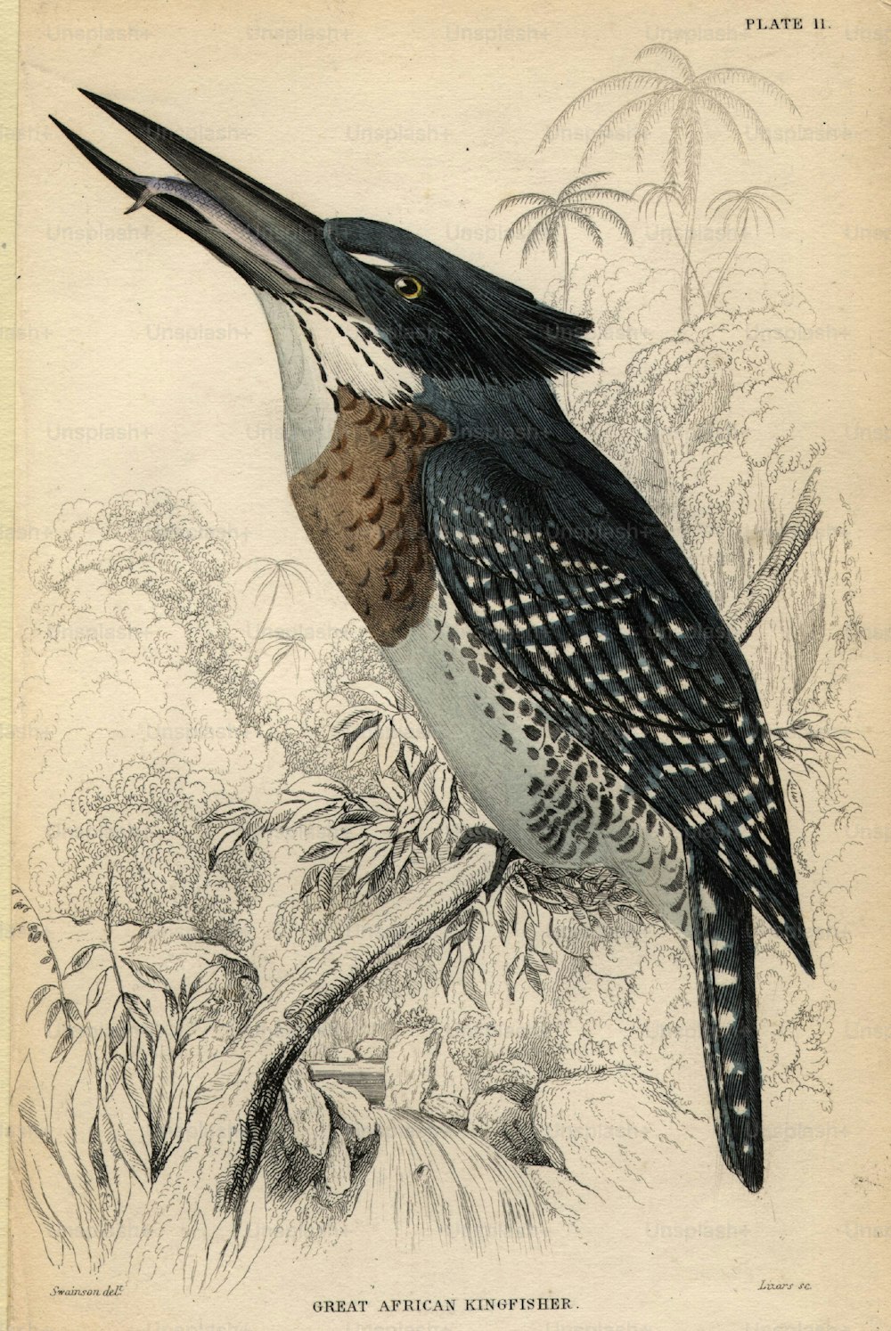 circa 1900:  The great African kingfisher.  (Photo by Hulton Archive/Getty Images)