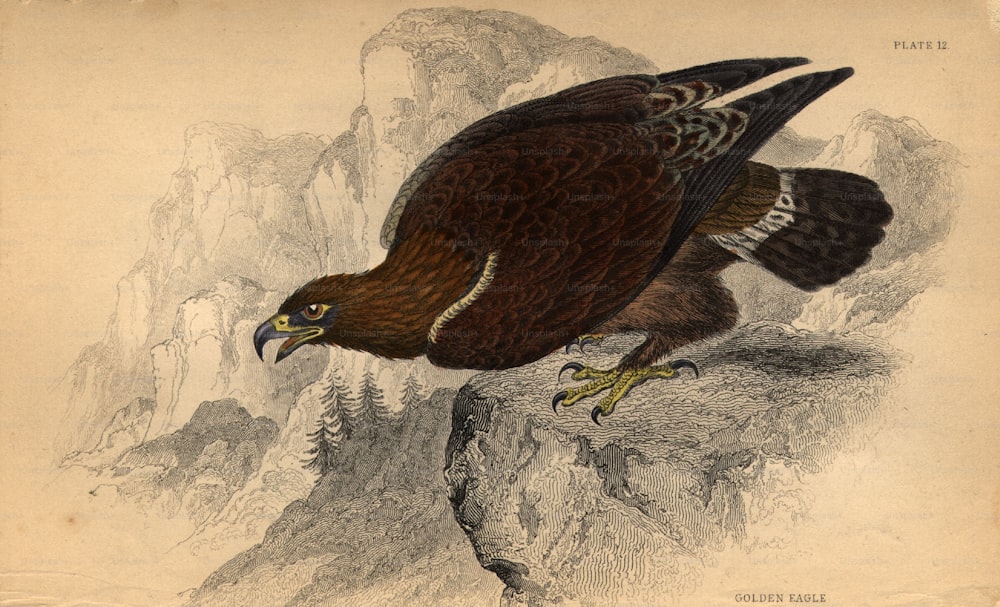 circa 1900:  The golden eagle.  (Photo by Hulton Archive/Getty Images)