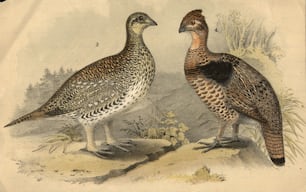 um 1900: Zwei Arten von Raufußhühnern, ein Wildvogel.  (Foto von Hulton Archive / Getty Images)