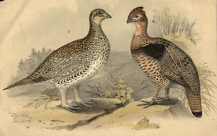 circa 1900:  Two types of grouse, a game bird.  (Photo by Hulton Archive/Getty Images)