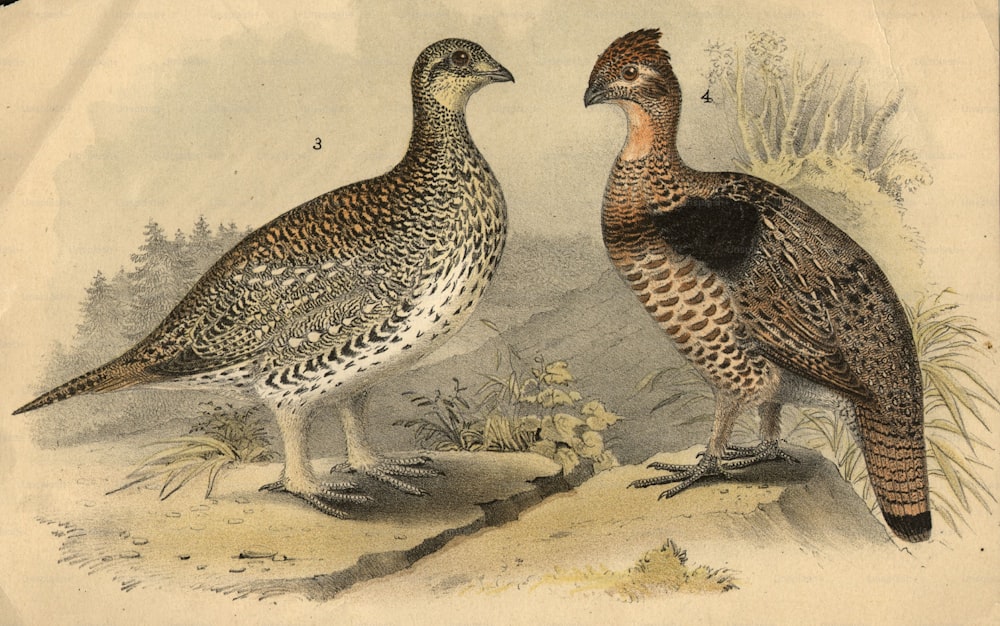 circa 1900:  Two types of grouse, a game bird.  (Photo by Hulton Archive/Getty Images)