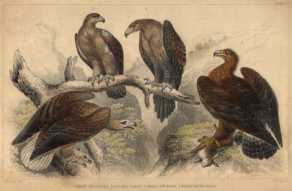 circa 1900:  Various types of eagle, left to right, great sea eagle, small cape eagle, wedge-tailed eagle and golden eagle.  (Photo by Hulton Archive/Getty Images)