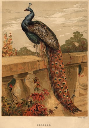 circa 1900:  A peacock sitting on a balustrade.  Leighton Brothers  (Photo by Hulton Archive/Getty Images)