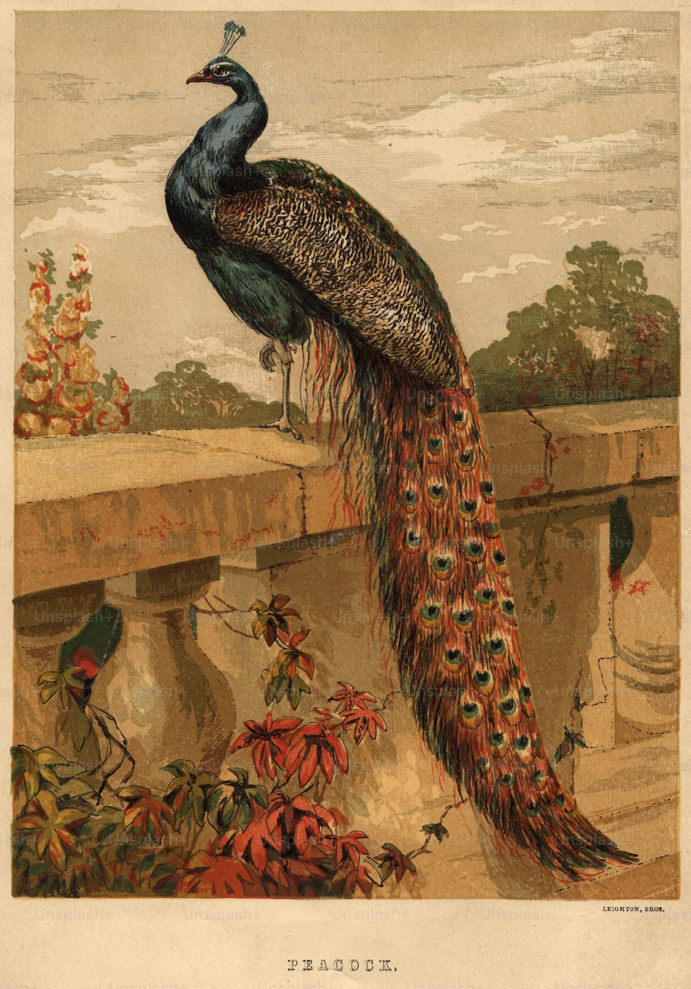 circa 1900:  A peacock sitting on a balustrade.  Leighton Brothers  (Photo by Hulton Archive/Getty Images)