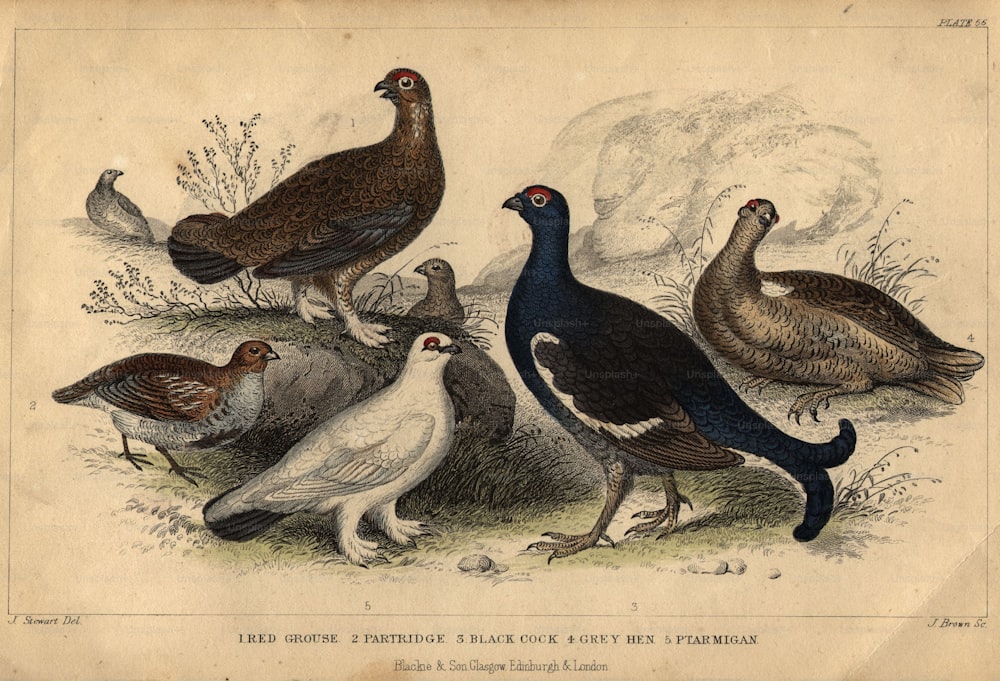 1900 circa: Diversi tipi di selvaggina; Da sinistra a destra, una pernice, un gallo cedrone, una pernice bianca, un gallo nero e una gallinella grigia.  (Foto di Hulton Archive/Getty Images)