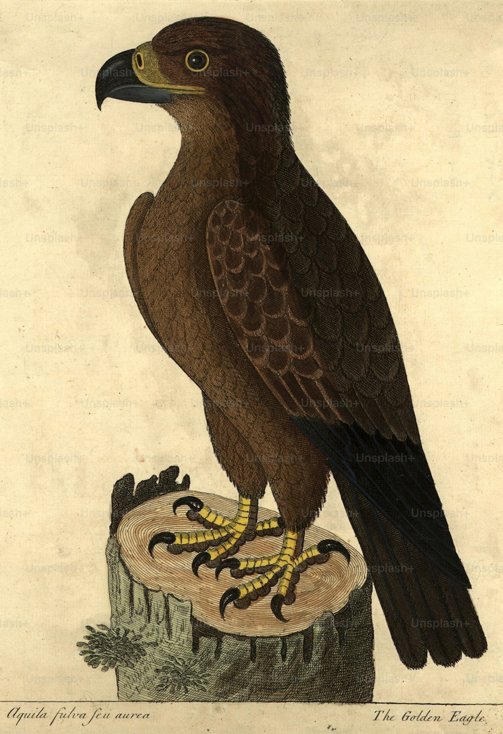 Hacia 1900: El águila real.  (Foto de Hulton Archive/Getty Images)