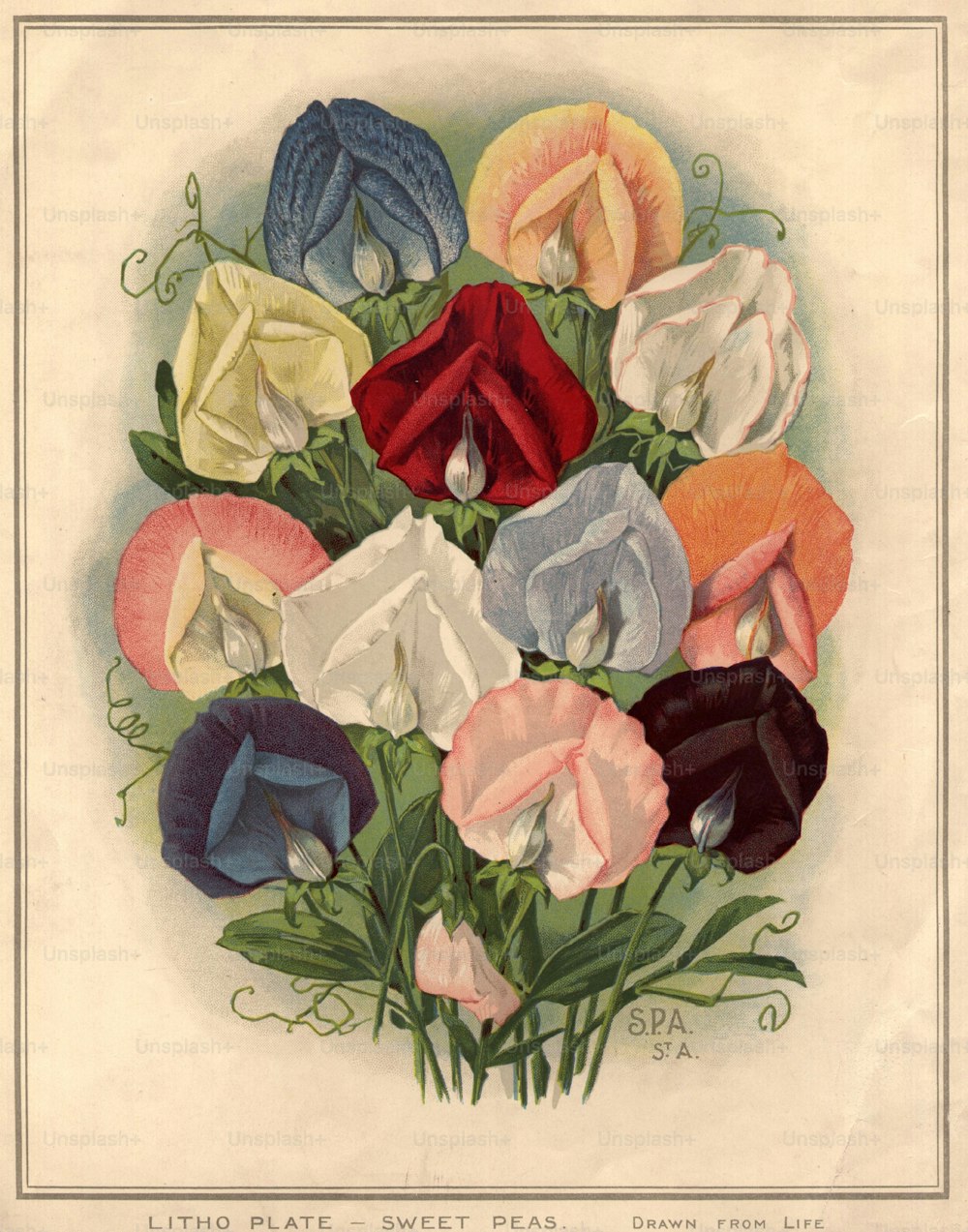 vers 1800 : Un bouquet de pois de senteur.  (Photo de Hulton Archive/Getty Images)