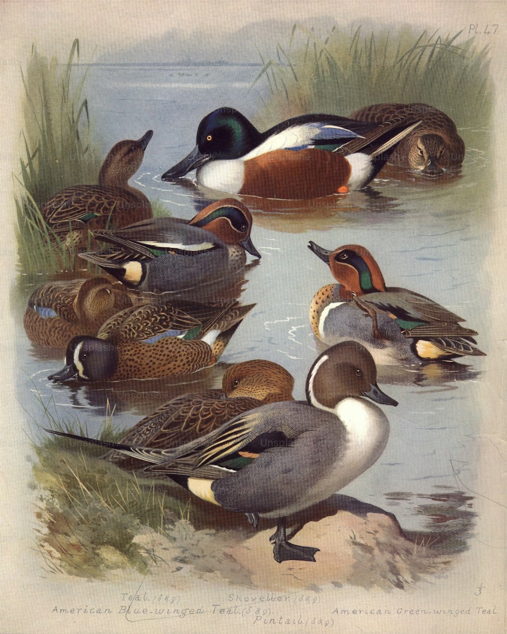 circa 1900:  Varieties of ducks, male and female. Clockwise: shovellers, American green-winged teal, male, pintail, American blue-winged teal, and the common teal.  (Photo by Hulton Archive/Getty Images)