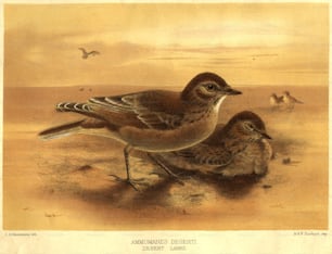 circa 1850:  A pair of Ammomanes Deserti, or Desert Larks.  (Photo by Hulton Archive/Getty Images)