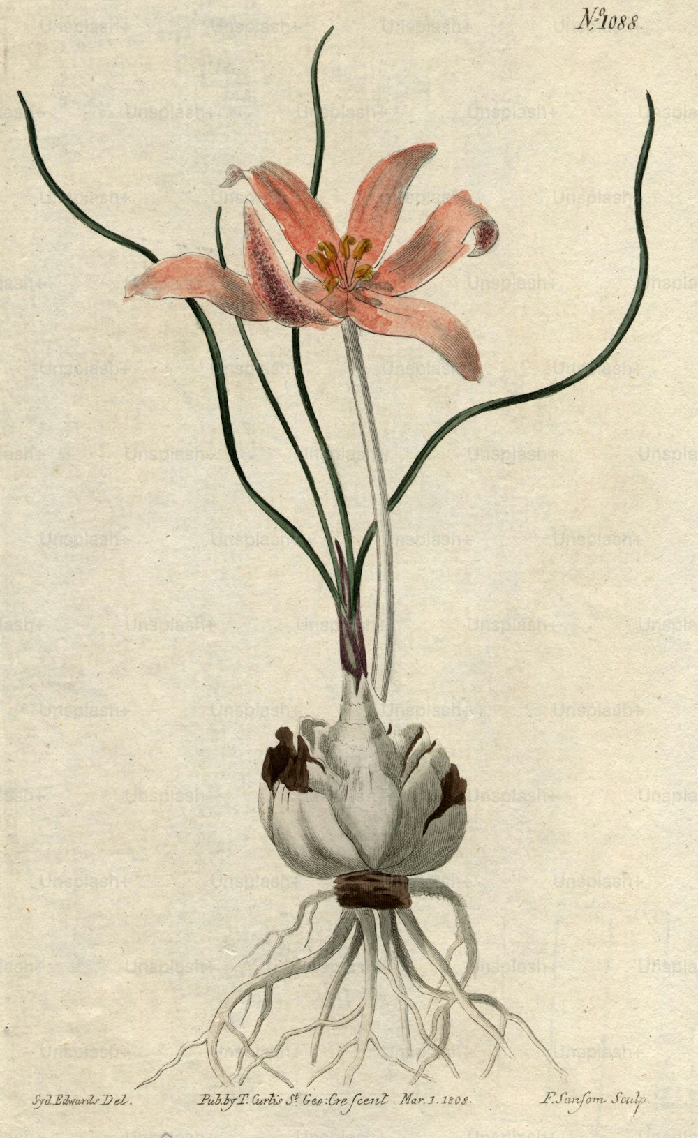 um 1810: Eine Tulpe und eine Zwiebel.  (Foto von Hulton Archive / Getty Images)