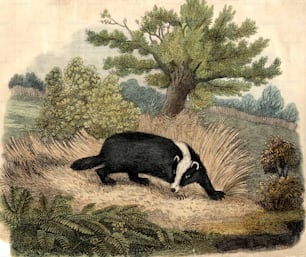 Hacia 1830: El tejón común, un animal nocturno de la familia de las nutrias y las comadrejas.  (Foto de Hulton Archive/Getty Images)