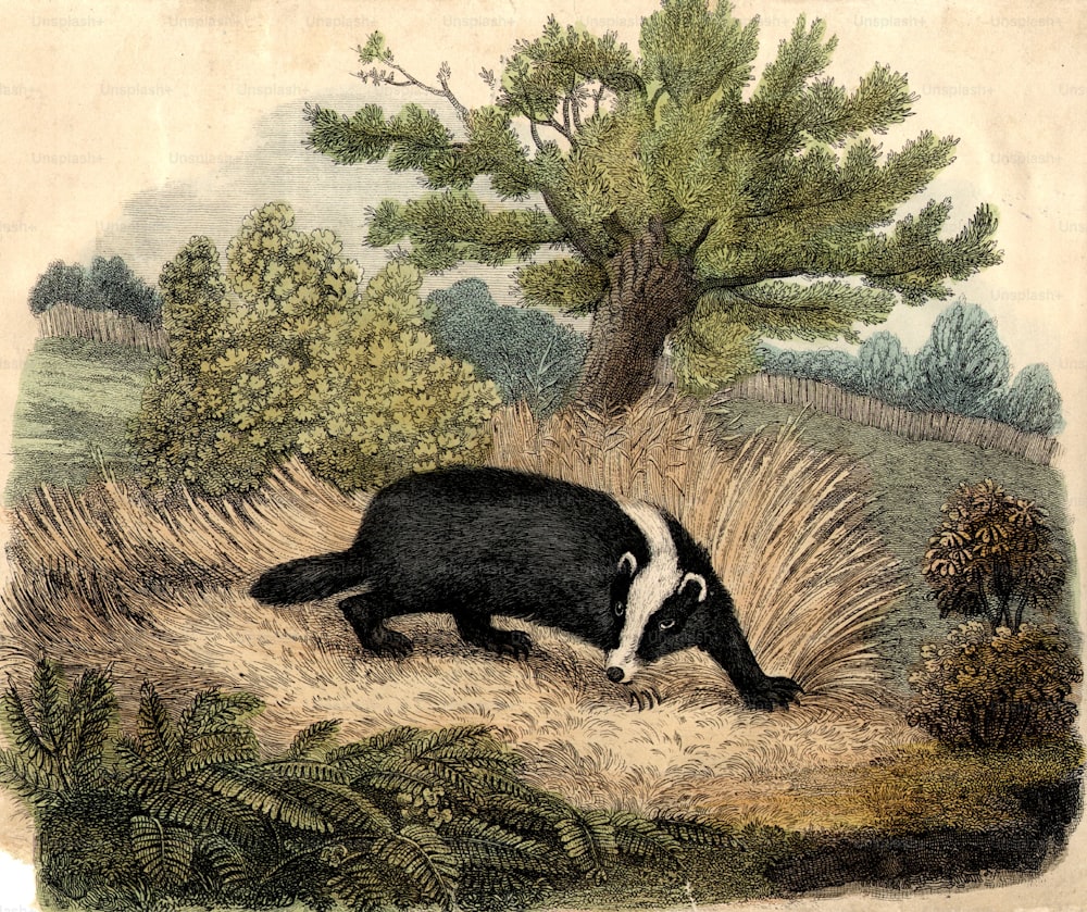 um 1830: Der gemeine Dachs, ein nachtaktives Tier der Otter- und Wieselfamilie.  (Foto von Hulton Archive / Getty Images)
